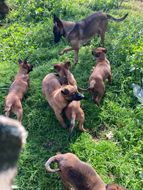 Pastore Belga Malinois