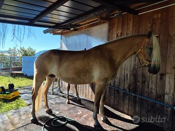 Cavallo