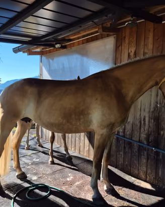 Cavallo