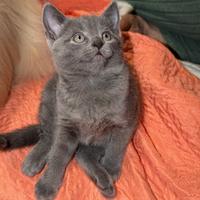 Cucciolo di certosino con pedigree vaccinato