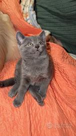 Cucciolo di certosino con pedigree vaccinato