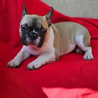 Cuccioloni di bouledogue bulldog francese