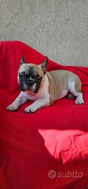 Cuccioloni di bouledogue bulldog francese