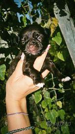 Chihuahua