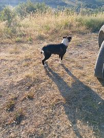 Border collie