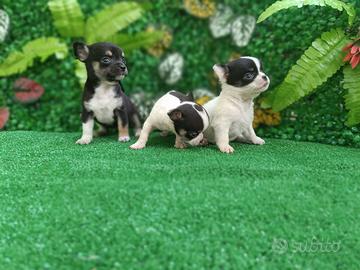 Cuccioli chihuahua toy