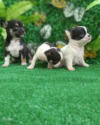 Cuccioli chihuahua toy