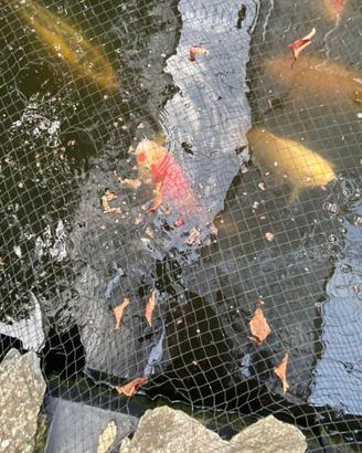Carpe koi