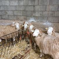 Arieti valle del belice (ovini)