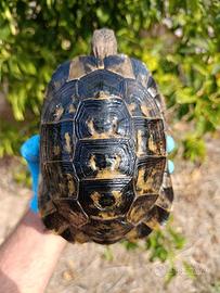 Testudo graeca tartaruga di terra testudo greca