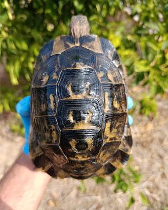 Testudo graeca tartaruga di terra testudo greca