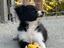 Immagine 4