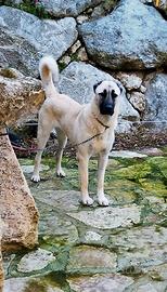 Kangal
