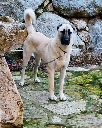 Kangal