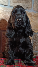 Cocker spaniel inglese enci