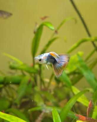 Guppy