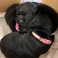 Cuccioli di Labrador con Pedigree