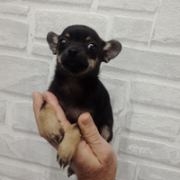 Chihuahua mini Toy