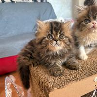 Cucciolata adorabili gatti persiani