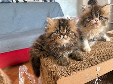 Cucciolata adorabili gatti persiani