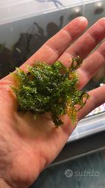 Muschi acquatici rari dalle mie vasche