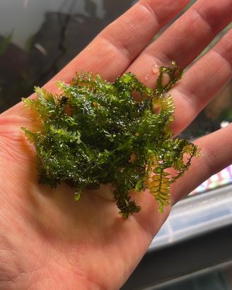 Muschi acquatici rari dalle mie vasche