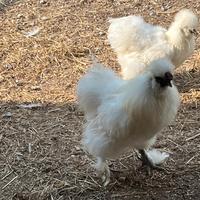 Galline moroseta