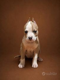Pitbull Terrier UKC