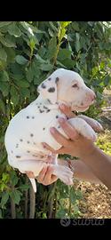 Cuccioli Dalmata