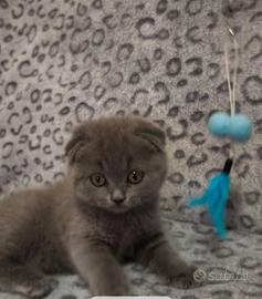 Gattina scottish fold