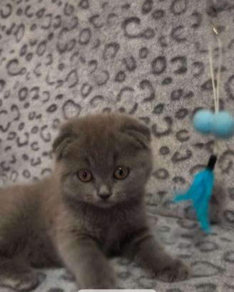 Gattina scottish fold