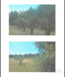 Terreno agricolo 4 ettari con uliv