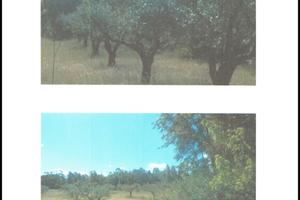 Terreno agricolo 4 ettari con uliv