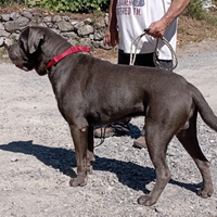 Re galo cane corso