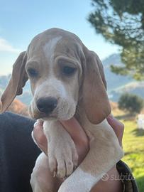 Bracco pointer tartufo