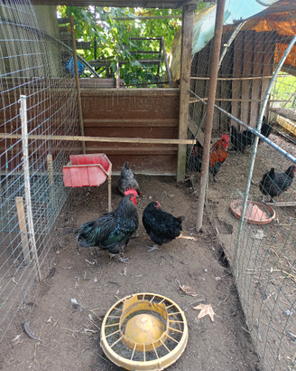 Gallo e galline
