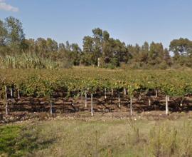 Vigneto Montepulciano