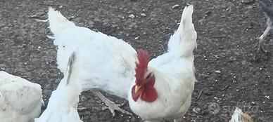Gallo livornese