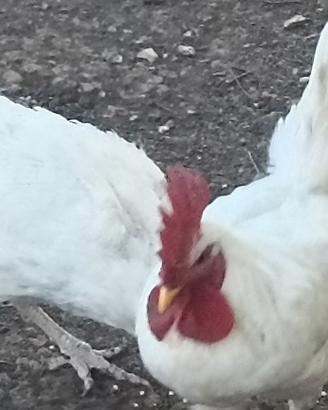 Gallo livornese