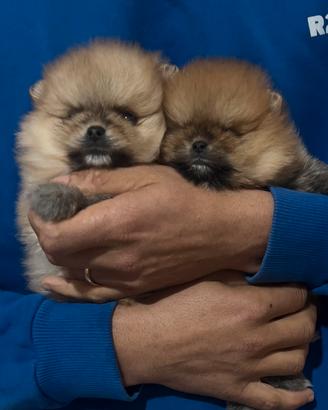 Spitz Pomerania
