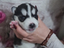 Immagine 4