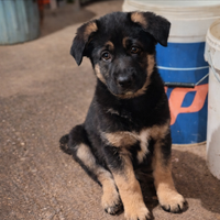 Cuccioli pastore tedesco