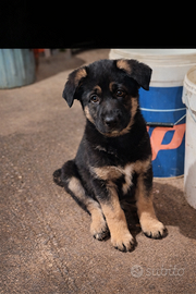 Cuccioli pastore tedesco