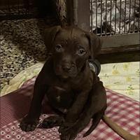 Cuccioli Pitbull St Adba