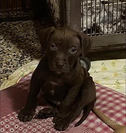 Cuccioli Pitbull St Adba