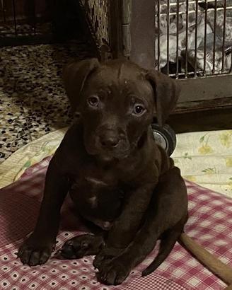 Cuccioli Pitbull St Adba