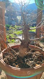 pre bonsai CARPINO