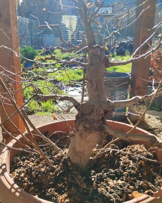 bonsai CARPINO Argentato 