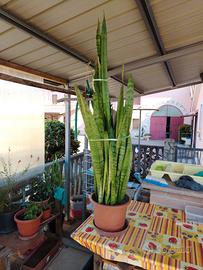 pianta sanseveria alta 80cm