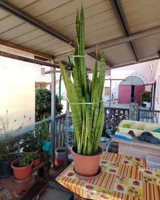 pianta sanseveria alta 80cm